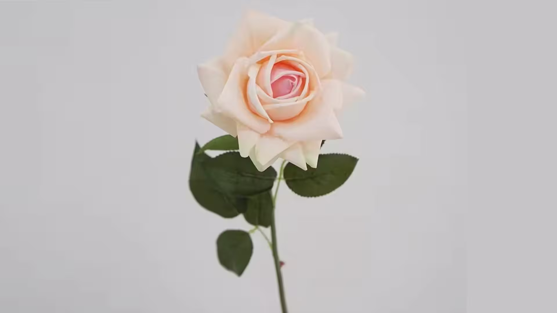 82cm Peach Real Touch Flower Moisturize Ocean Rose