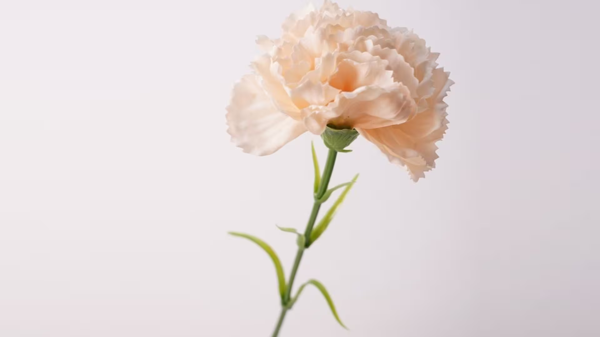 Wholesale Real Touch Carnation