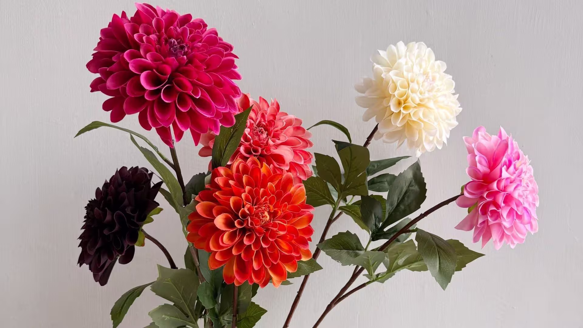 reamy Color Large Head dahlia flowers plants Real Touch 