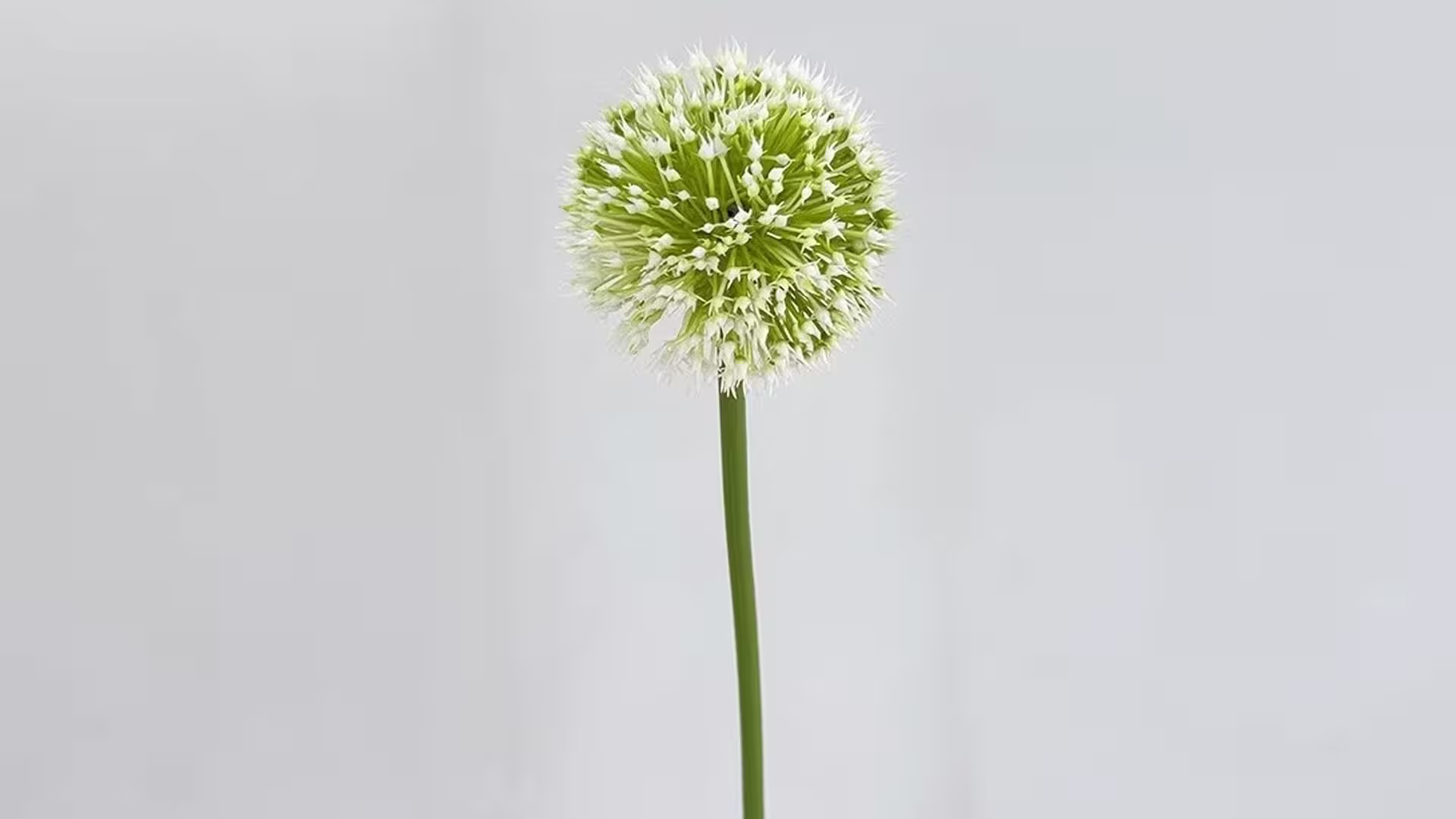 Dandelion Ball Flower 85cm for Home Decor Restaurant Wedding Decoration