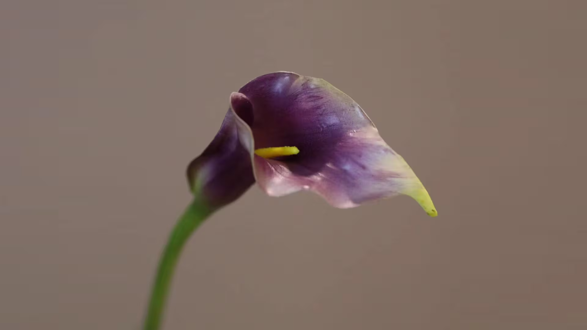 Artificial Calla Lily Flowers Real Touch Burgundy Latex Flowers