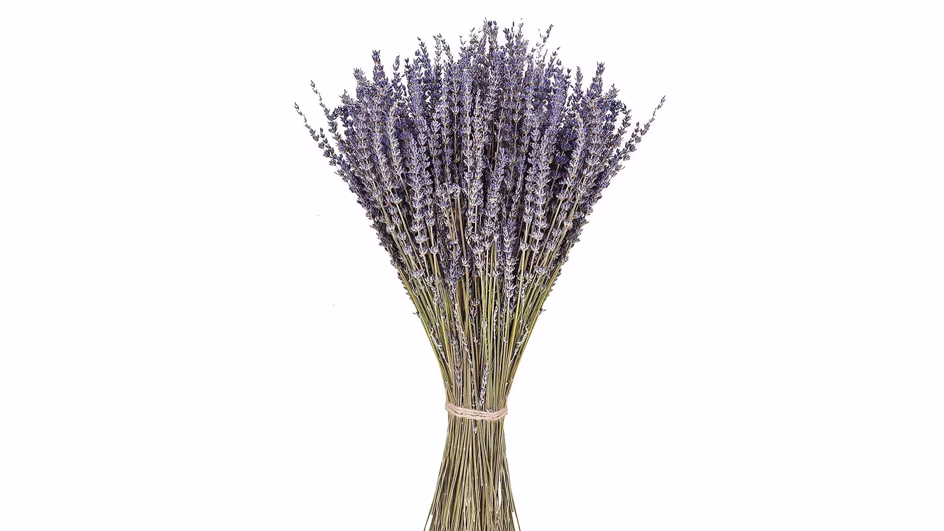 Natural Flowers  Dried Lavender 60-70cm Fresh Lavender