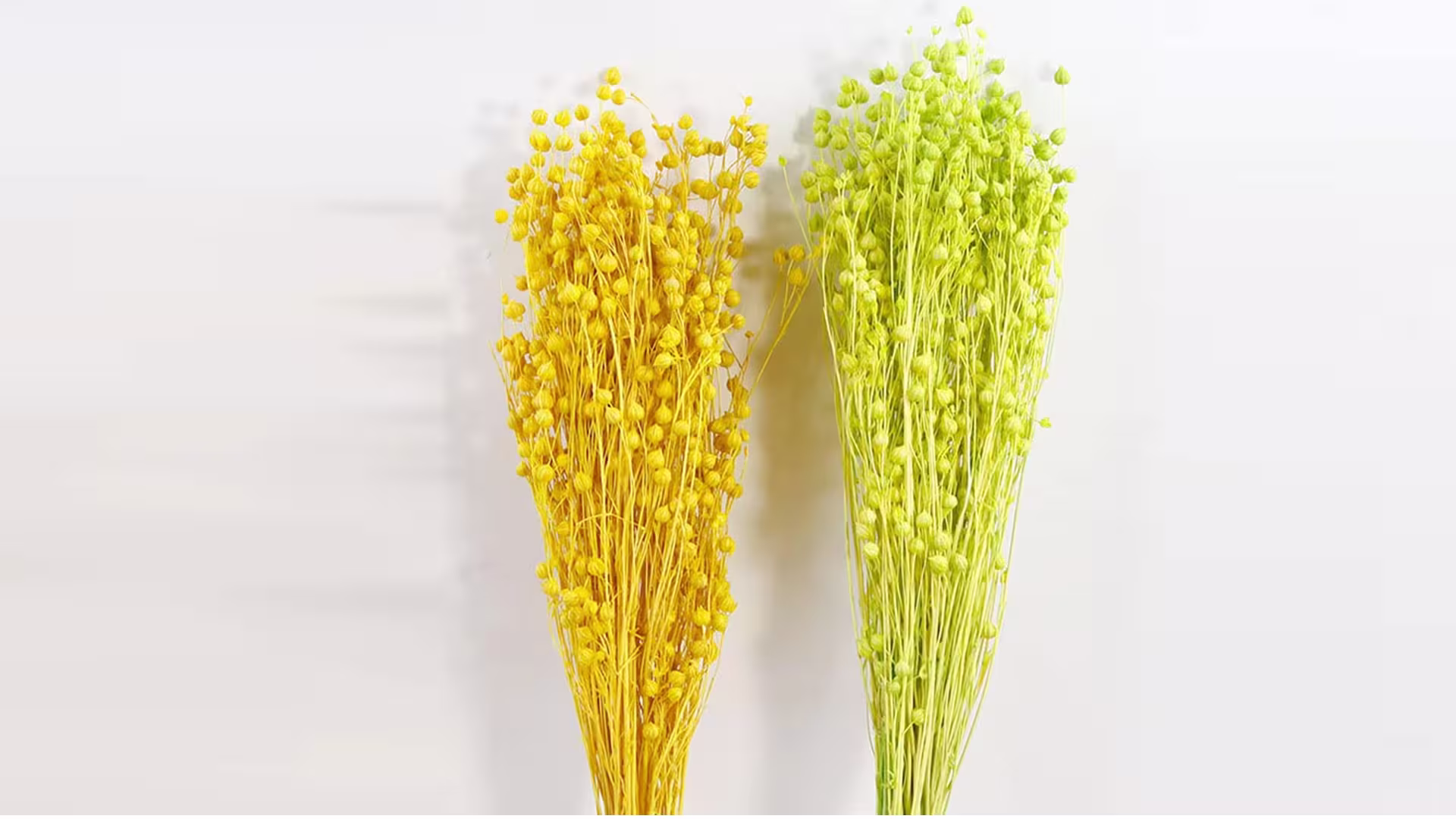 Natural Acacia Bean Everlasting Preserved Jequirity Bean Dried Flowers 