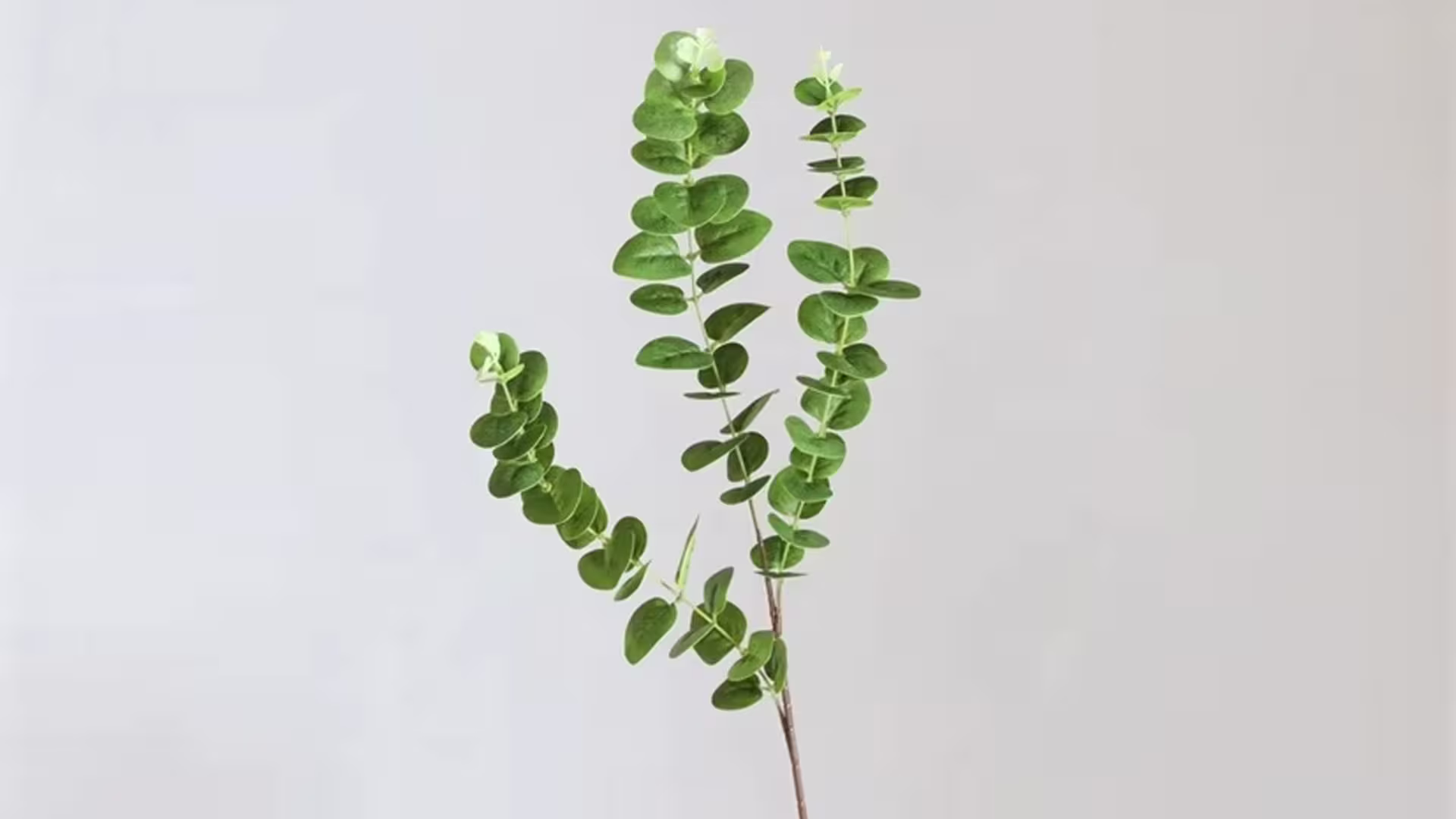 Artificial Real Touch Green Eucalyptus Money Leaves Branch Leaf Stems